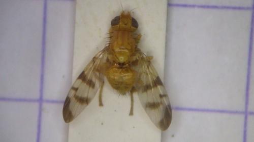 Rhagoletis meigenii